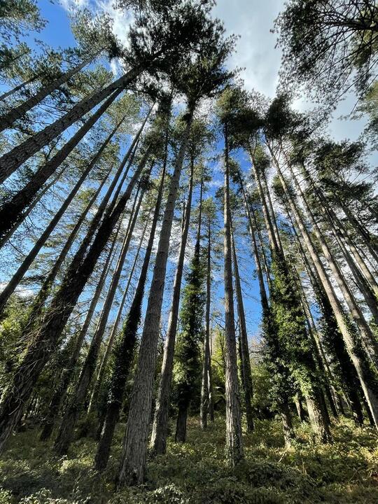 Foresta demaniale di Fiorentini